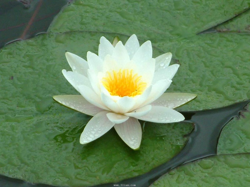 舌绽莲花