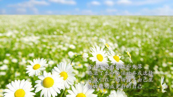 最新的密花x经典名句